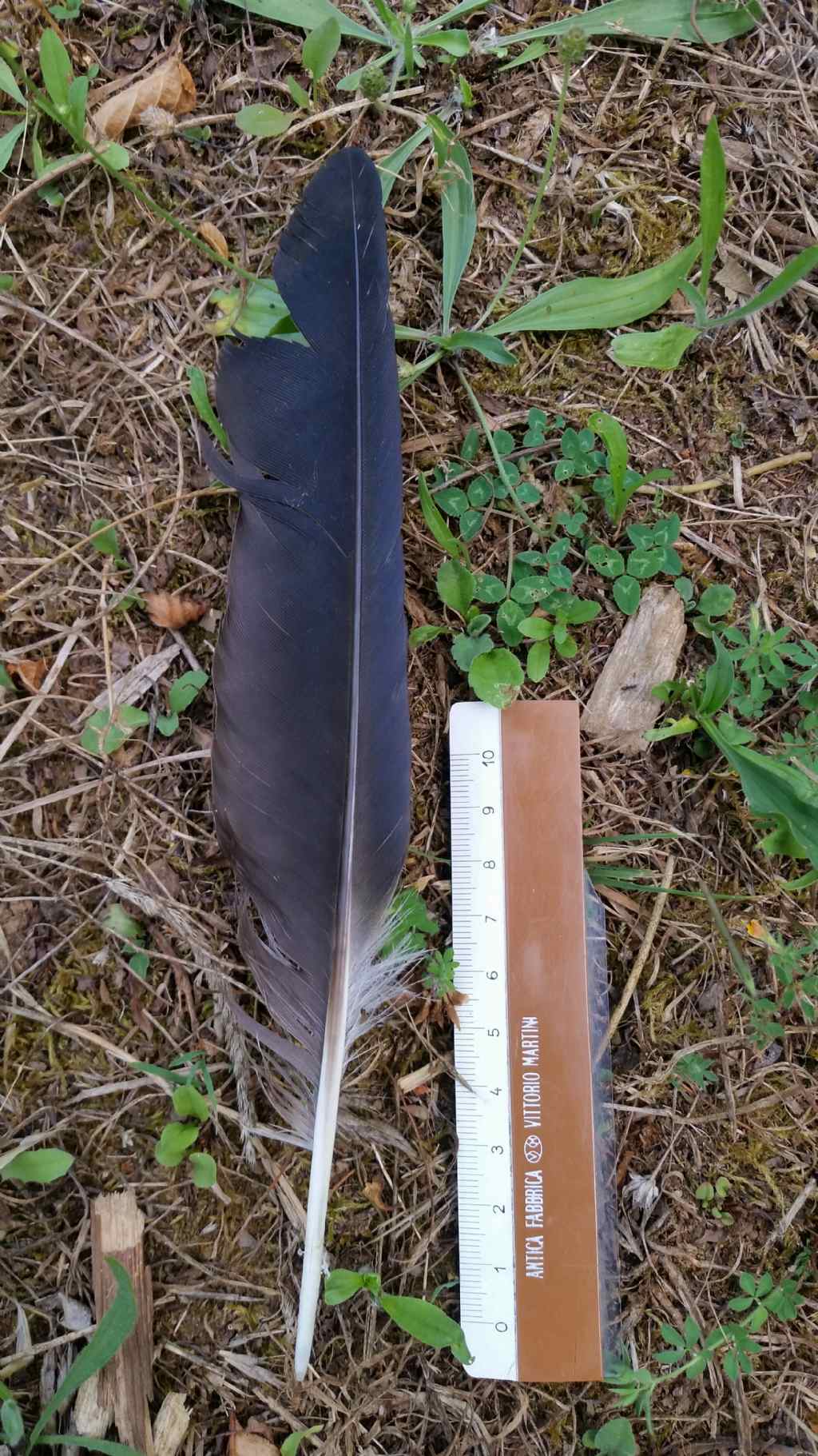 Riconoscimento penne